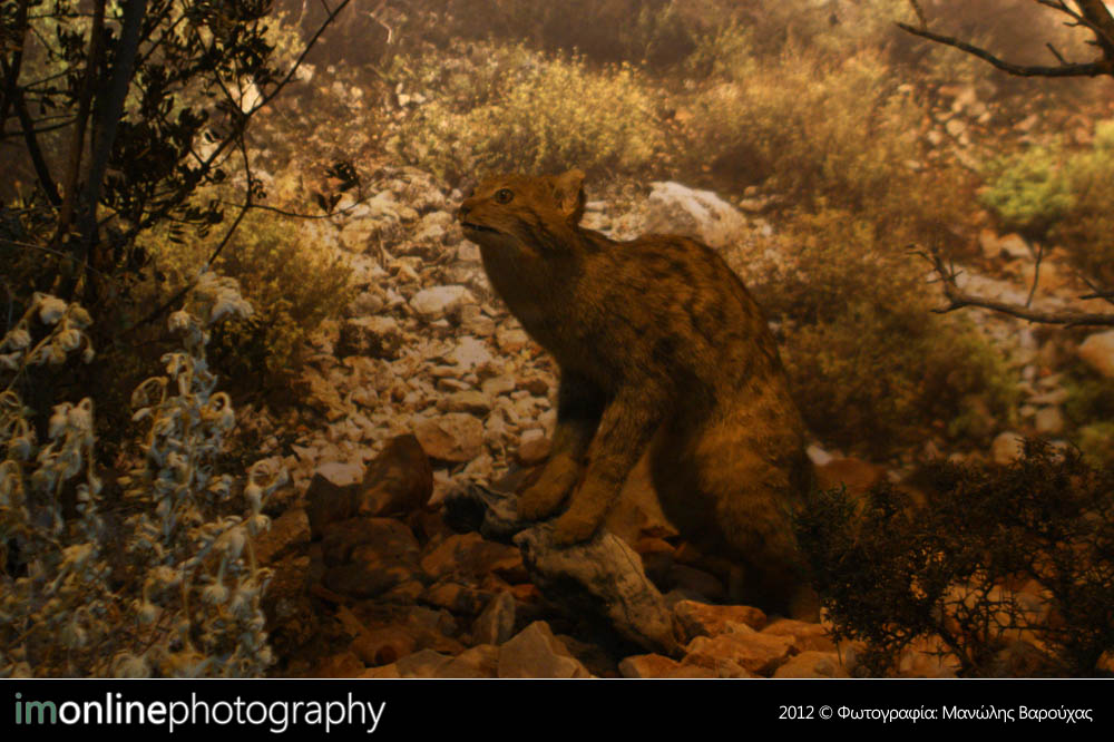 Μια βόλτα στο Μουσείο Φυσικής Ιστορίας