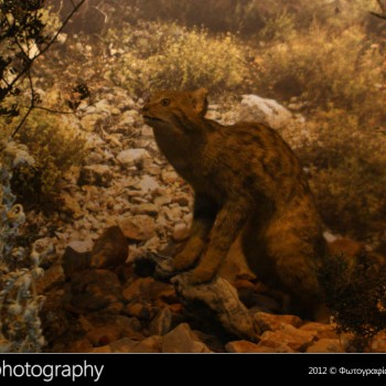 Μια βόλτα στο Μουσείο Φυσικής Ιστορίας