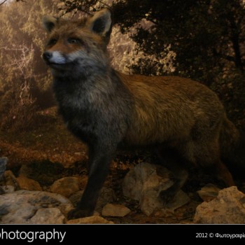 Μια βόλτα στο Μουσείο Φυσικής Ιστορίας