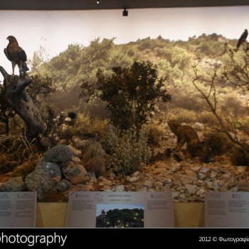 Μια βόλτα στο Μουσείο Φυσικής Ιστορίας