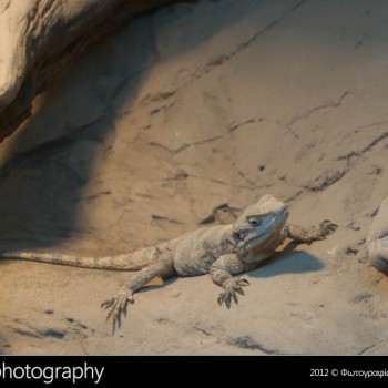 Μια βόλτα στο Μουσείο Φυσικής Ιστορίας