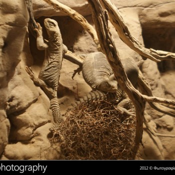 Μια βόλτα στο Μουσείο Φυσικής Ιστορίας