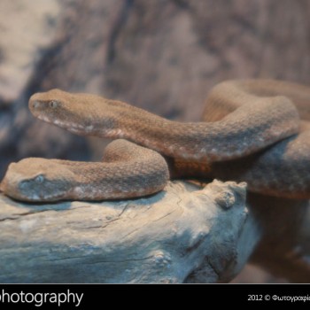 Μια βόλτα στο Μουσείο Φυσικής Ιστορίας