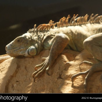 Μια βόλτα στο Μουσείο Φυσικής Ιστορίας