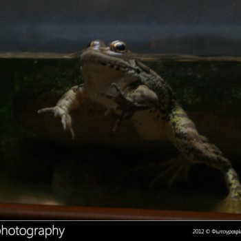 Μια βόλτα στο Μουσείο Φυσικής Ιστορίας