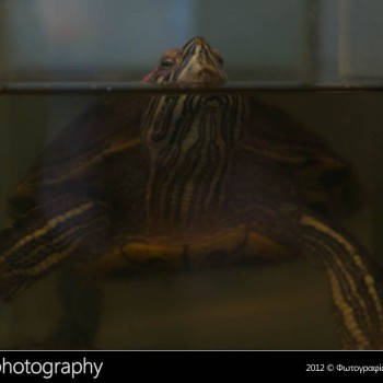 Μια βόλτα στο Μουσείο Φυσικής Ιστορίας