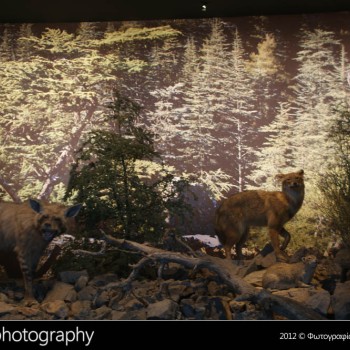 Μια βόλτα στο Μουσείο Φυσικής Ιστορίας