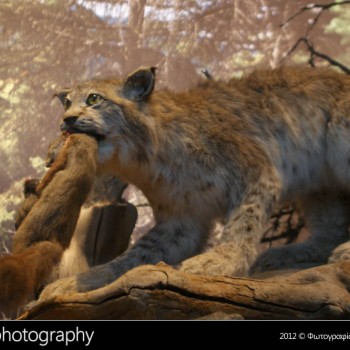 Μια βόλτα στο Μουσείο Φυσικής Ιστορίας