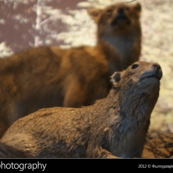 Μια βόλτα στο Μουσείο Φυσικής Ιστορίας