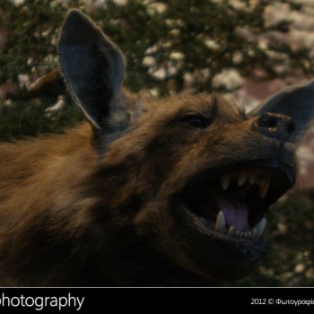 Μια βόλτα στο Μουσείο Φυσικής Ιστορίας