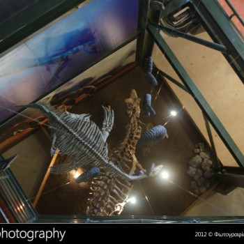 Οι δεινόσαυροι της Παταγονίας στην Κρήτη