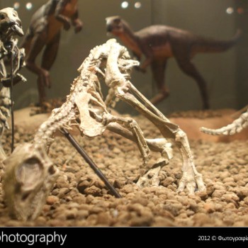 Οι δεινόσαυροι της Παταγονίας στην Κρήτη