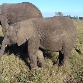 Mundial 2010: Σαφάρι με τον Φάρο