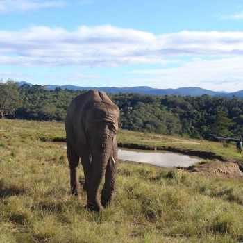 Mundial 2010: Σαφάρι με τον Φάρο