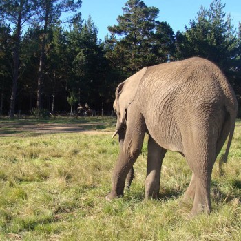 Mundial 2010: Σαφάρι με τον Φάρο