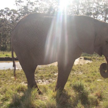 Mundial 2010: Σαφάρι με τον Φάρο