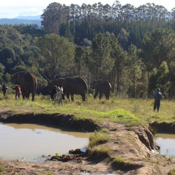 Mundial 2010: Σαφάρι με τον Φάρο