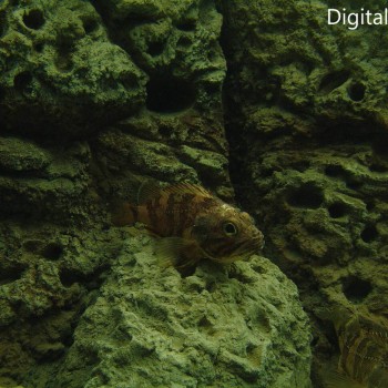 Μια Βόλτα Στον Θαλασσόκοσμο