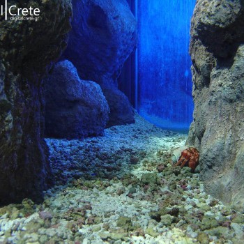 Μια Βόλτα Στον Θαλασσόκοσμο