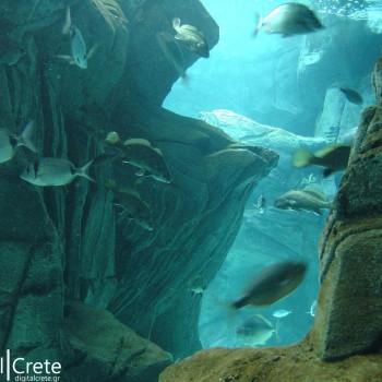 Μια Βόλτα Στον Θαλασσόκοσμο