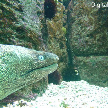 Μια Βόλτα Στον Θαλασσόκοσμο