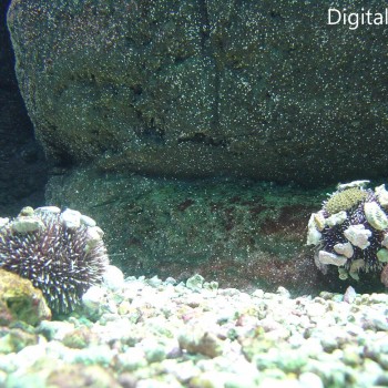 Μια Βόλτα Στον Θαλασσόκοσμο