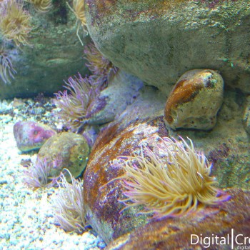 Μια Βόλτα Στον Θαλασσόκοσμο