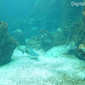 Μια Βόλτα Στον Θαλασσόκοσμο