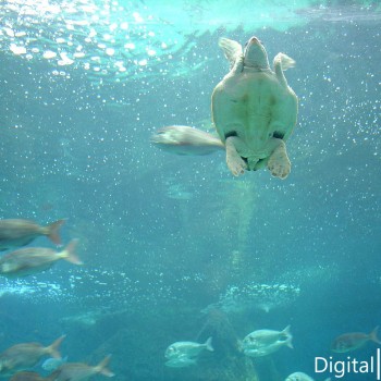 Μια Βόλτα Στον Θαλασσόκοσμο