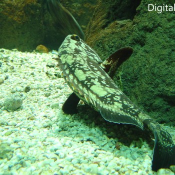 Μια Βόλτα Στον Θαλασσόκοσμο