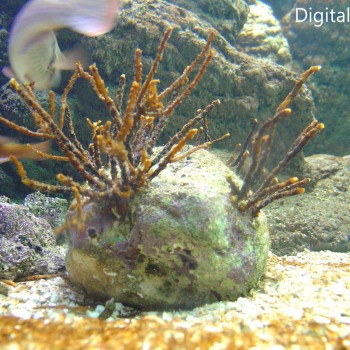 Μια Βόλτα Στον Θαλασσόκοσμο