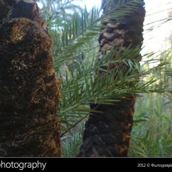 Η Πρέβελη ξαναγεννήθηκε
